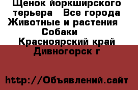 Щенок йоркширского терьера - Все города Животные и растения » Собаки   . Красноярский край,Дивногорск г.